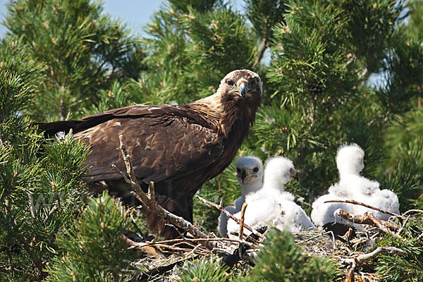 Kaiseradler (Aquila heliaca)