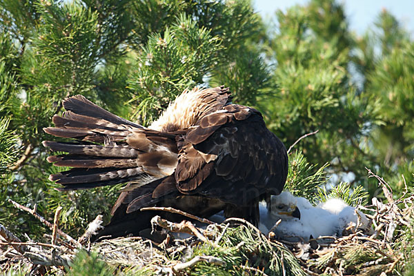 Kaiseradler (Aquila heliaca)