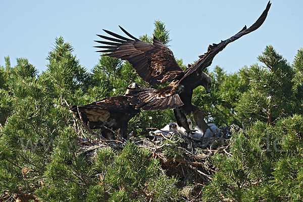 Kaiseradler (Aquila heliaca)