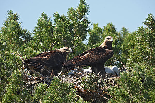 Kaiseradler (Aquila heliaca)