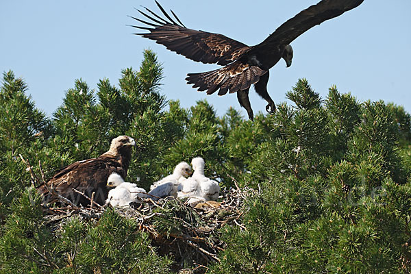 Kaiseradler (Aquila heliaca)