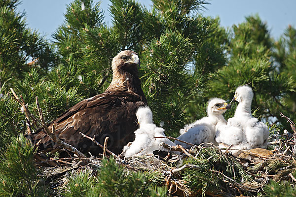 Kaiseradler (Aquila heliaca)