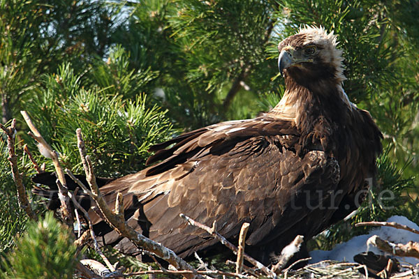 Kaiseradler (Aquila heliaca)