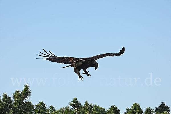 Kaiseradler (Aquila heliaca)