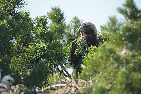 Kaiseradler (Aquila heliaca)