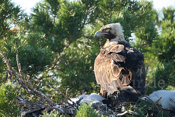 Kaiseradler (Aquila heliaca)