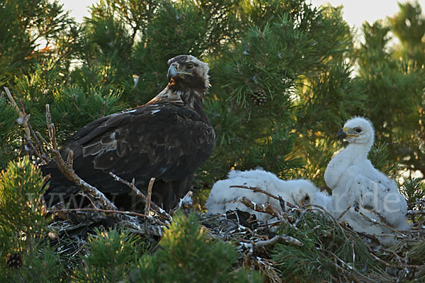 Kaiseradler (Aquila heliaca)