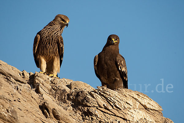 Kaiseradler (Aquila heliaca)