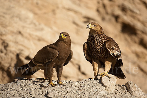 Kaiseradler (Aquila heliaca)