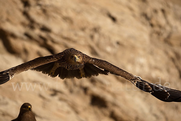 Kaiseradler (Aquila heliaca)