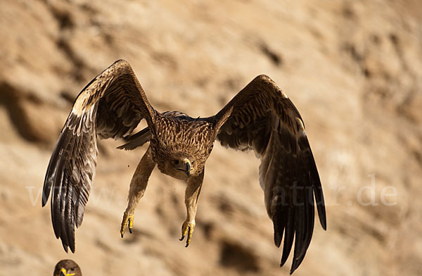 Kaiseradler (Aquila heliaca)