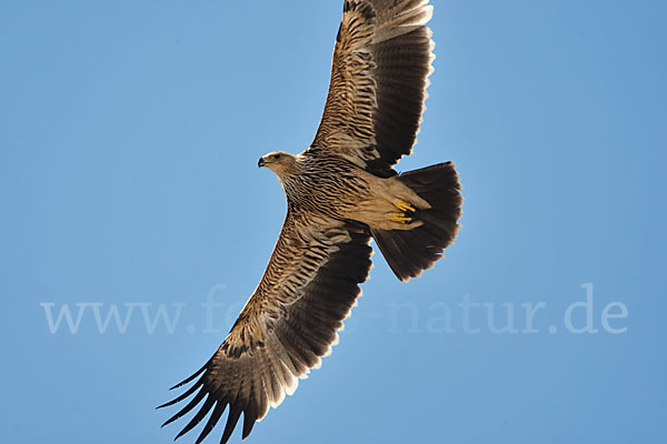 Kaiseradler (Aquila heliaca)