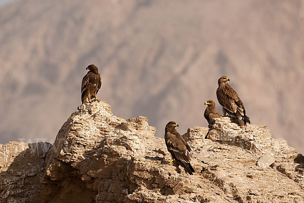 Kaiseradler (Aquila heliaca)