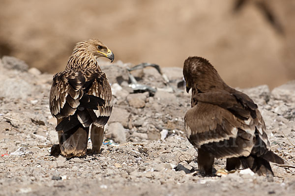 Kaiseradler (Aquila heliaca)