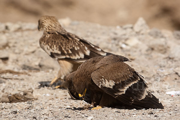 Kaiseradler (Aquila heliaca)