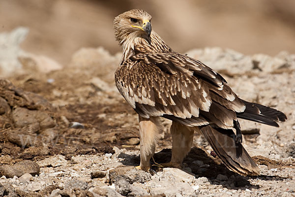 Kaiseradler (Aquila heliaca)