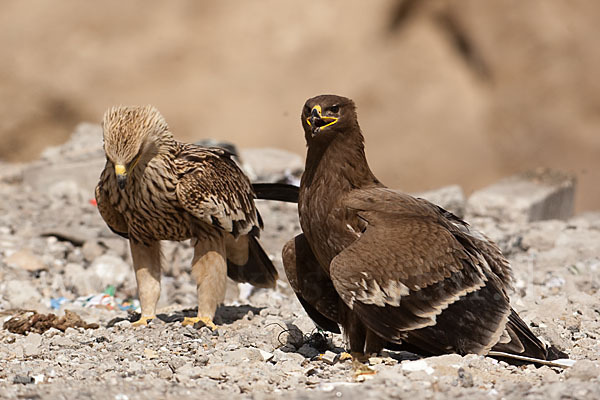 Kaiseradler (Aquila heliaca)