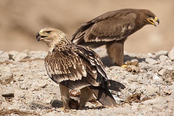 Kaiseradler (Aquila heliaca)