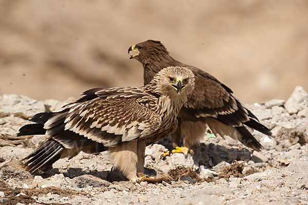 Kaiseradler (Aquila heliaca)