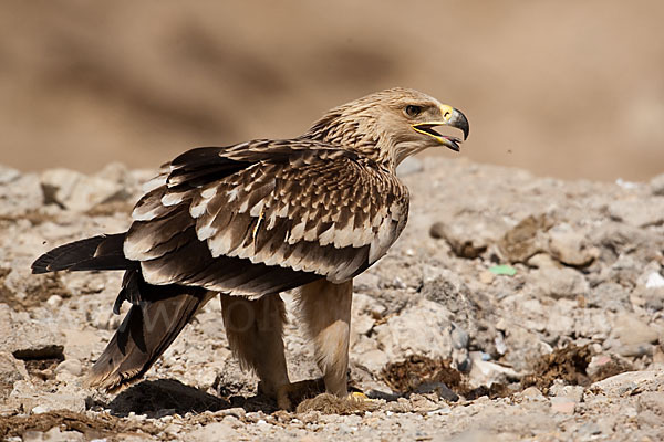 Kaiseradler (Aquila heliaca)