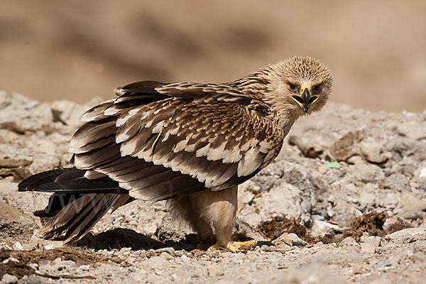 Kaiseradler (Aquila heliaca)