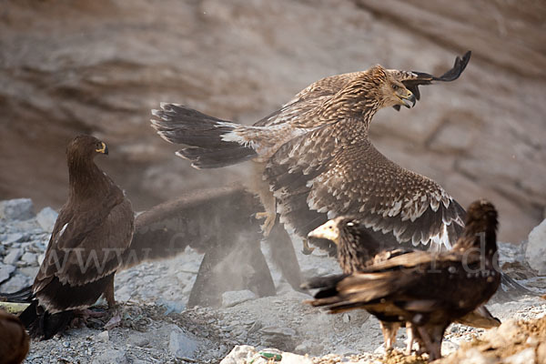 Kaiseradler (Aquila heliaca)