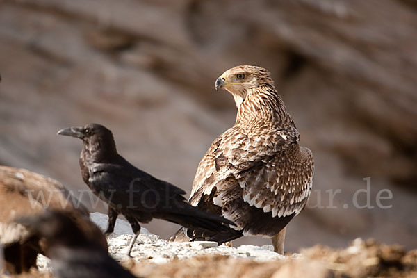 Kaiseradler (Aquila heliaca)