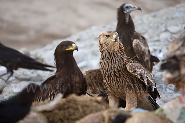 Kaiseradler (Aquila heliaca)