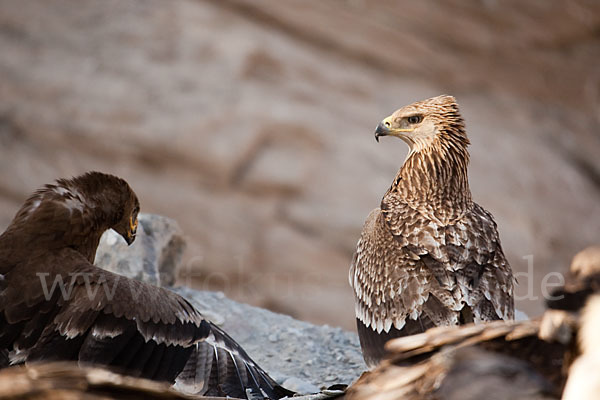 Kaiseradler (Aquila heliaca)