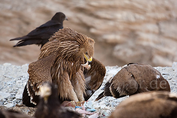 Kaiseradler (Aquila heliaca)