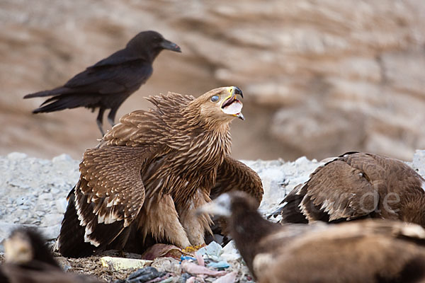 Kaiseradler (Aquila heliaca)