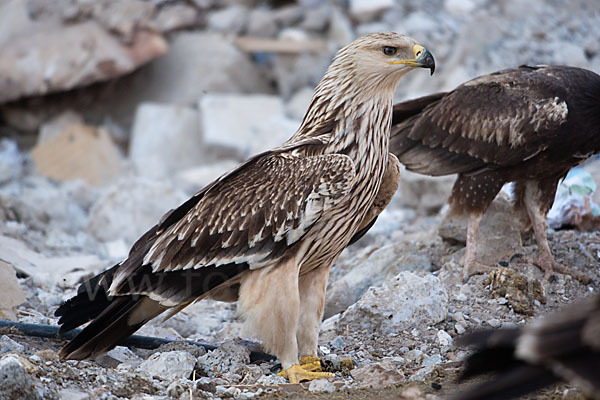 Kaiseradler (Aquila heliaca)