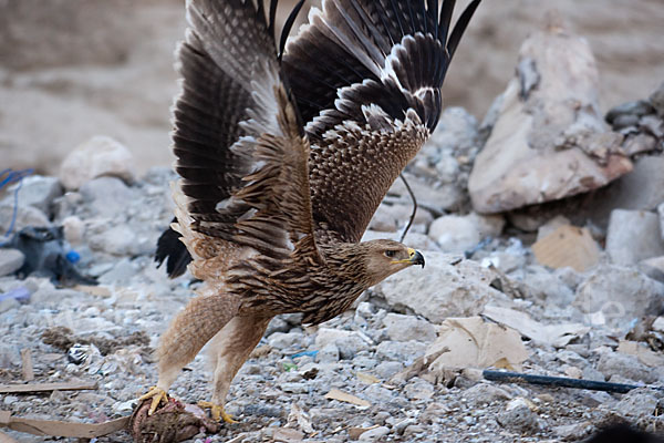 Kaiseradler (Aquila heliaca)