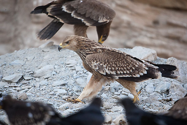 Kaiseradler (Aquila heliaca)