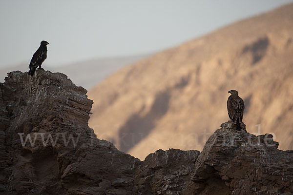 Kaiseradler (Aquila heliaca)