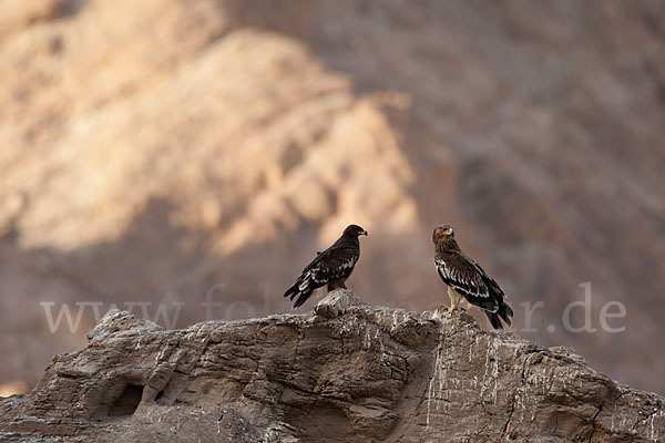 Kaiseradler (Aquila heliaca)