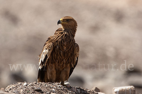 Kaiseradler (Aquila heliaca)