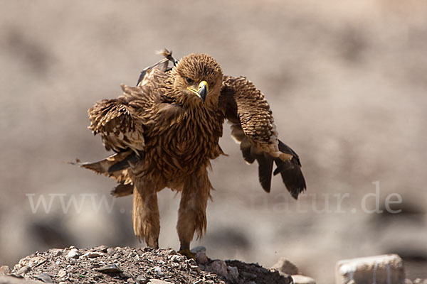 Kaiseradler (Aquila heliaca)