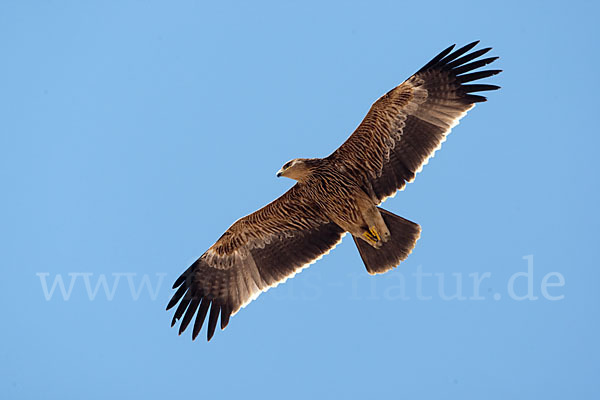 Kaiseradler (Aquila heliaca)