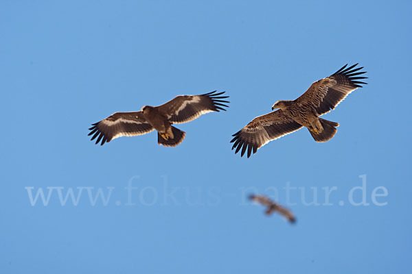 Kaiseradler (Aquila heliaca)