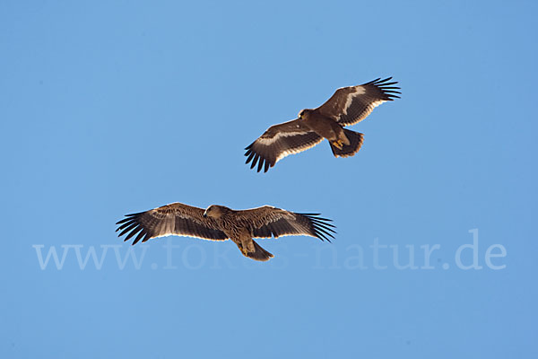 Kaiseradler (Aquila heliaca)