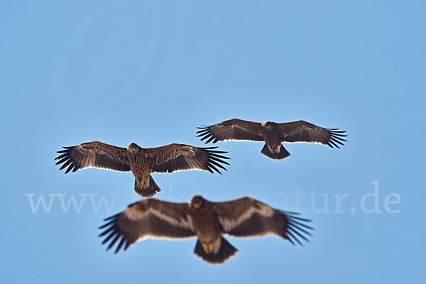 Kaiseradler (Aquila heliaca)