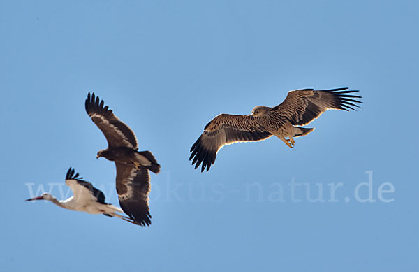 Kaiseradler (Aquila heliaca)