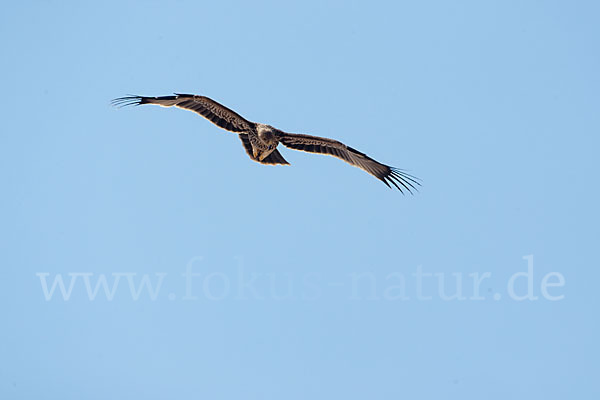 Kaiseradler (Aquila heliaca)