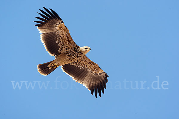 Kaiseradler (Aquila heliaca)