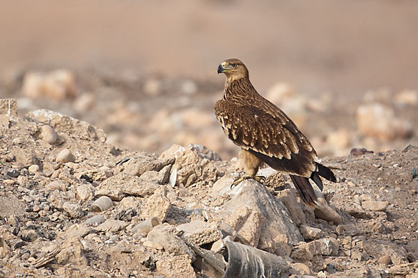 Kaiseradler (Aquila heliaca)