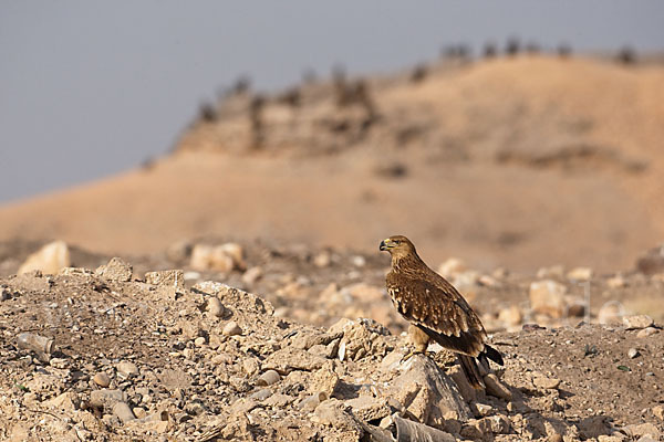 Kaiseradler (Aquila heliaca)