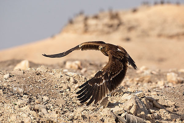 Kaiseradler (Aquila heliaca)