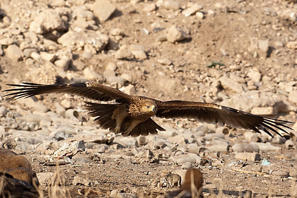 Kaiseradler (Aquila heliaca)