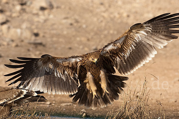 Kaiseradler (Aquila heliaca)